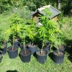 Operazione_Lampo_Città_di_Castello_1