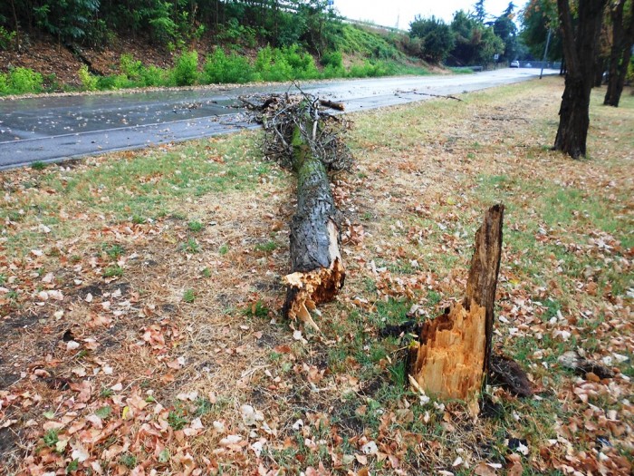 Ponte San Giovanni via Cestellini altro albero caduto 001