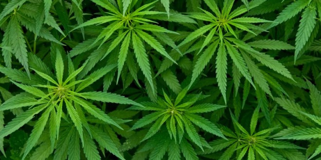 Sanità, via all’uso della cannabis terapeutica: prima ricetta ad un malato di Sla