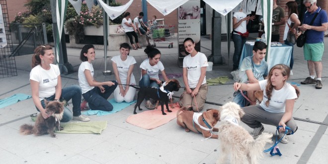 Canile sanitario, con “Randagiamo” adozioni più facili e sicure