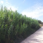 Discarica abusiva a Cannara - Via destra Topino (posto 1)