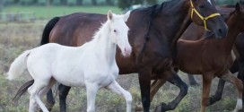 É già una star la cavallina albina nata ad Assisi
