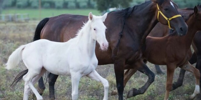 É già una star la cavallina albina nata ad Assisi