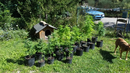 Arrestata coltivatrice di marijuana a Città di Castello Arrestata coltivatrice di marijuana a Città di Castello