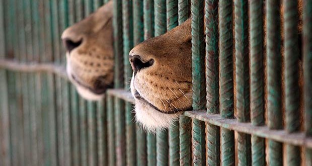 Il circo della discordia