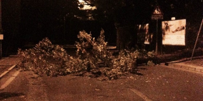 Cade un albero in viale Roma