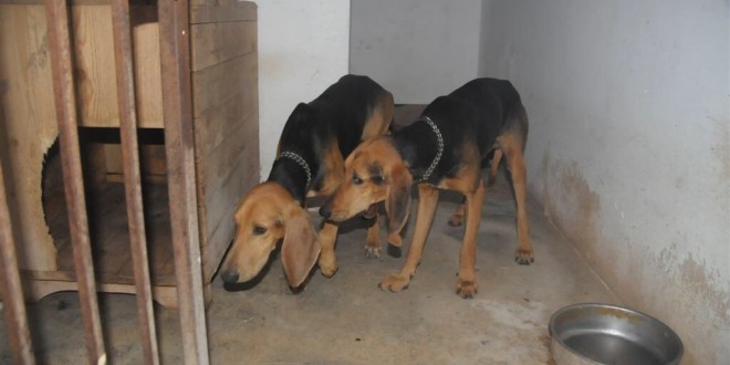 Usava collari elettrici per addestrare cani da caccia, denunciato