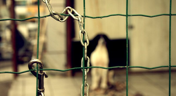 Abbandona il cane sul terrazzo, denunciata dalla polizia