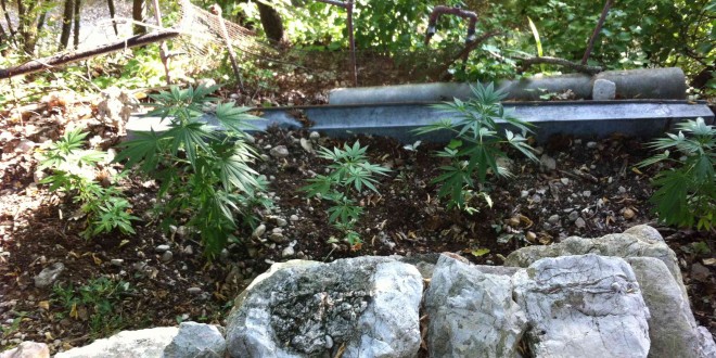 Scoperta piantagione di marijuana nel ternano