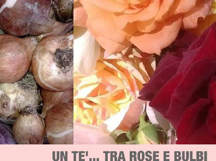 “Un te’…tra rose e bulbi”, istruzioni per una buona fioritura