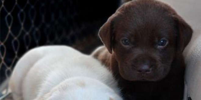 Due cuccioli di labrador ai detenuti del carcere di Capanne