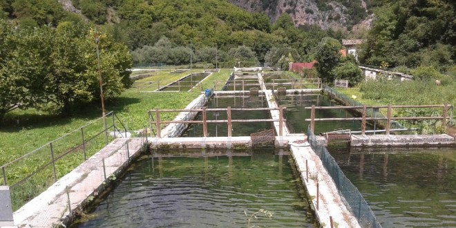 Pesca, oltre 76 quintali di trote immesse dalla Provincia nel centro ittiogenico di Borgo Cerreto