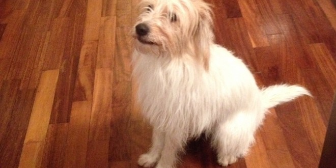 Randagismo, la proposta della Mori: “Adozioni istituzionali a 4 zampe”