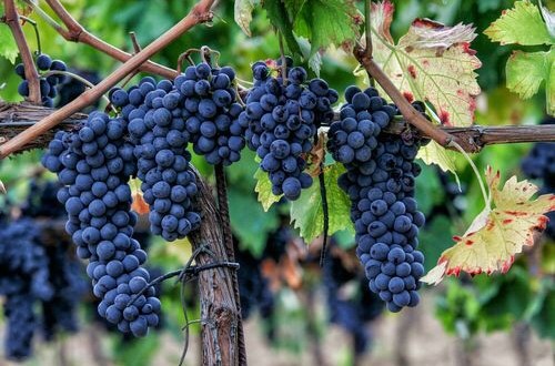 Sagrantino, a Montefalco l’anteprima dell’annata 2011