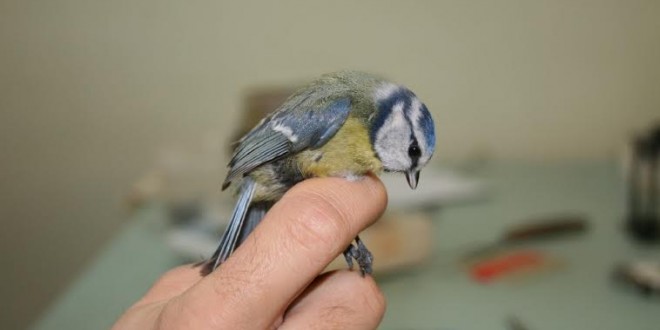 Avifauna, al via al Trasimeno il progetto “Monitring”