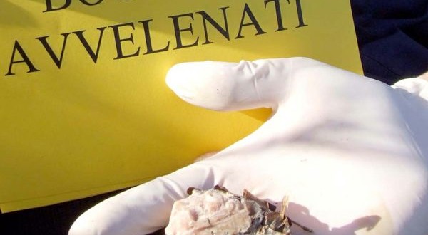 Esche killer nei parchi cittadini, l’allarme corre sul web