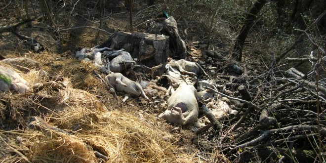 Marsciano, scoperto cimitero di carcasse di ovini