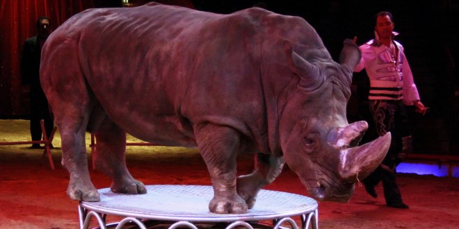 “Al circo con animali non daremo un euro”, arriva anche a Perugia la petizione della Lav