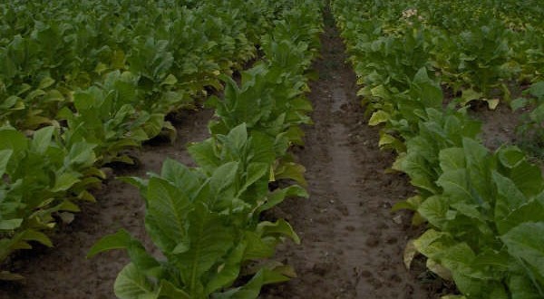 Tabacco, Coldiretti e Opit: preoccupazione sul negoziato con Bruxelles