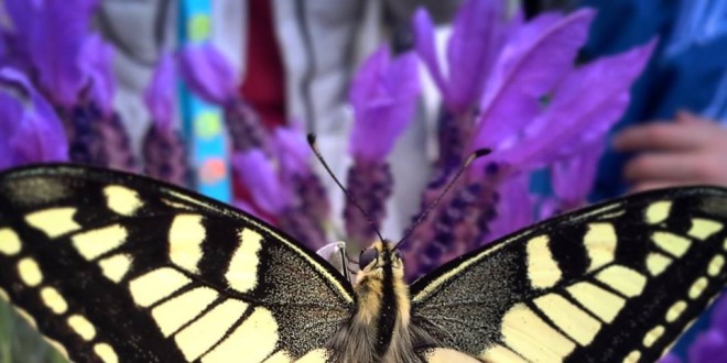Perugia Flower Show, un week-end con i colori della natura