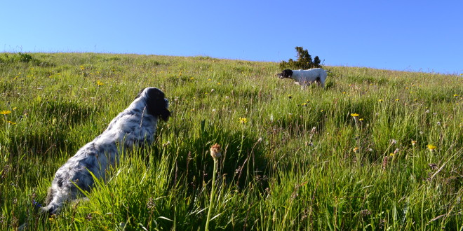 Boom di presenze per il tradizionale pranzo di Federcaccia Perugia