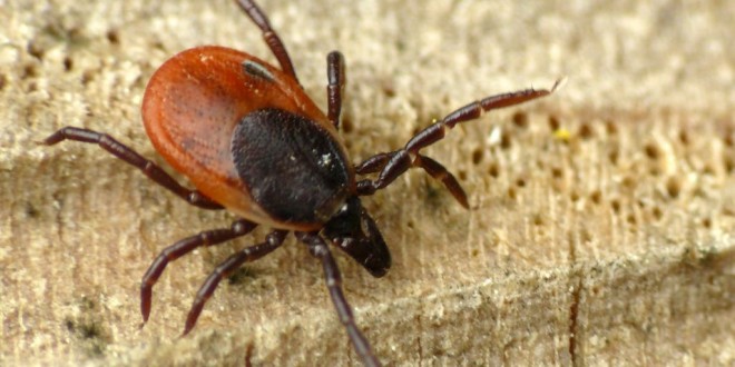 Regionali, zecche nel seggio di Montemartano di Spoleto! Aggiornamento: riaperto al piano di sotto