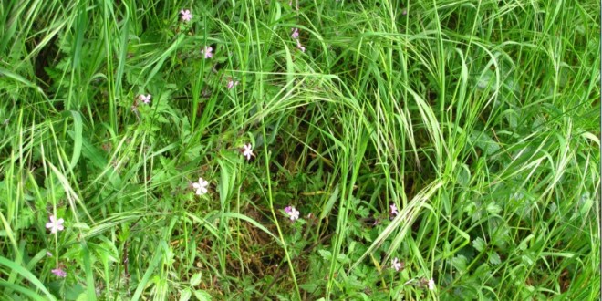 Tagli all’agenzia di deforestazione, il Pd interroga la Giunta