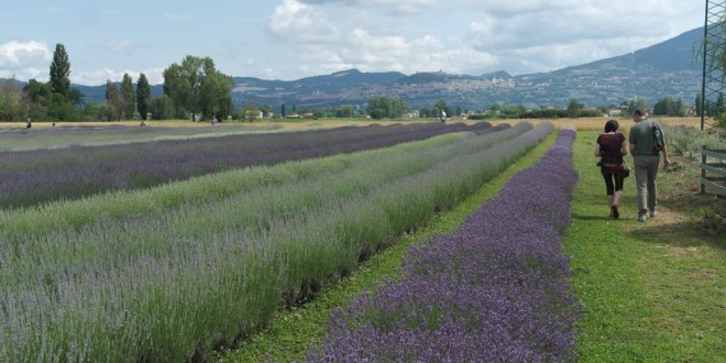 A Castelnuovo d’Assisi la festa della lavanda