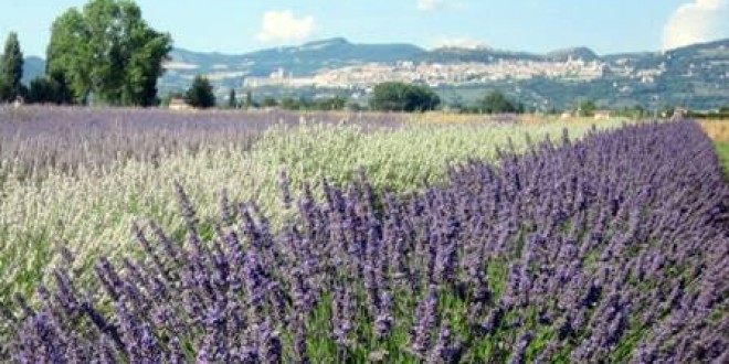Assisi come la Provenza, ecco la festa della Lavanda