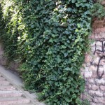 Degrado e incuria in Via delle Streghe: scritte sui muri, erba alta e sporcizia