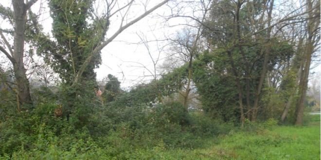 Ponte San Giovanni, alberi e rami pericolosi in via San Girolamo