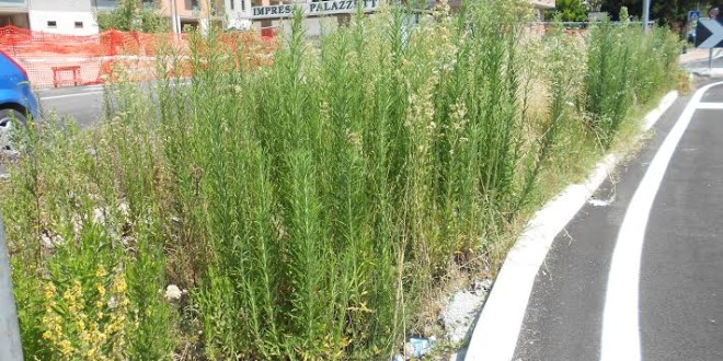 “Degrado a Ponte san Giovanni: la Giunta intervenga”