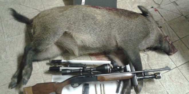 A caccia di cinghiali in un periodo di assoluto divieto, denunciati due bracconieri