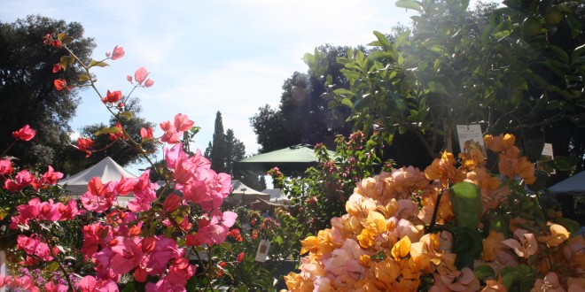 Torna il “Perugia Flower Show”: due giorni dedicati alle piante rare ed inconsuete