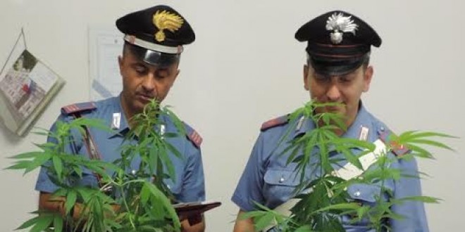 Gira in auto con piantine di canapa indiana