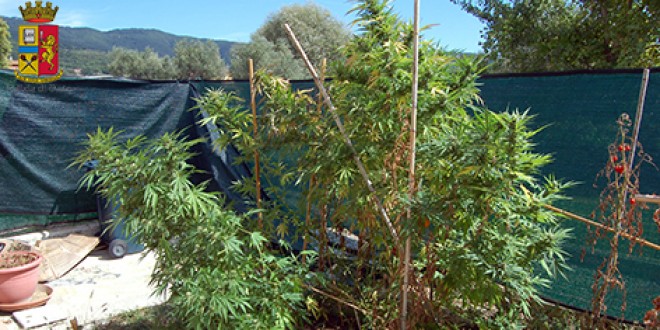 Tuoro, trasforma la sua casa in un laboratorio di coltivazione e stoccaggio di marijuana, arrestato