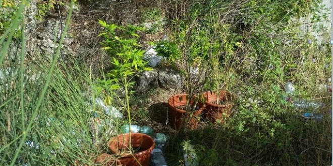 Marijuana coltivata nel bosco di Assisi, nei guai 5 giovanissimi, una è minorenne