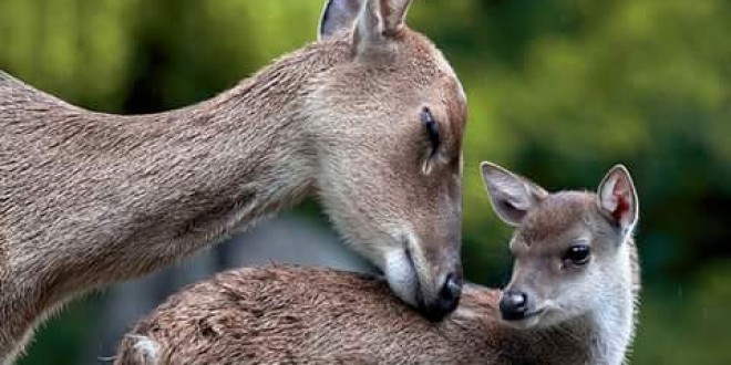 C’è il regolamento per il recupero degli ungulati feriti