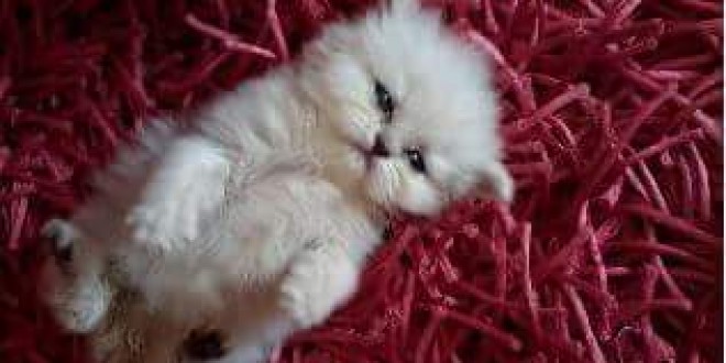 Enpa, via alla raccolta di cibo per gli amici a 4 zampe