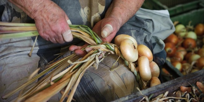 Tutto pronto per la 35esima edizione della festa della cipolla di Cannara