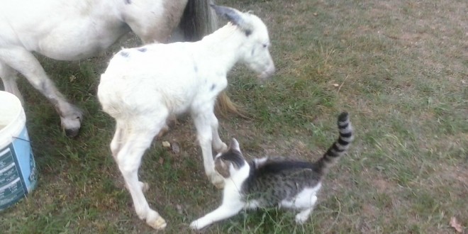 Nata la mini mula Albina Biancaneve