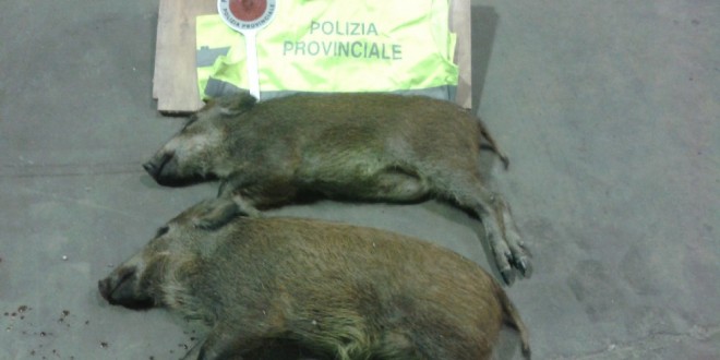 Todi, bracconiere abbatte due cinghiali ma viene fermato dalla polizia provinciale