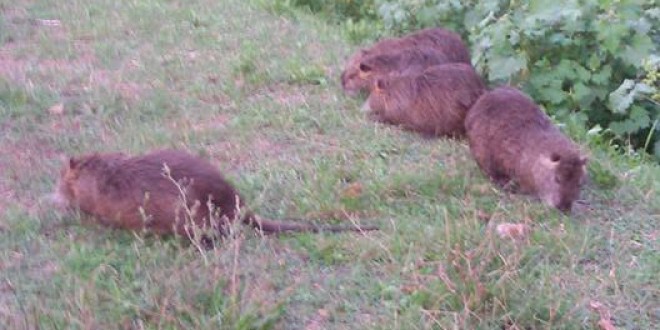Area verde Pian di Massiano invasa dai ratti
