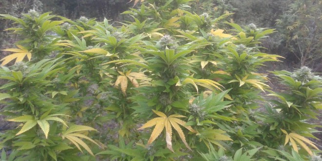 Coltivazione abusiva di cannabis al Trasimeno, fermato giovane incensurato della zona