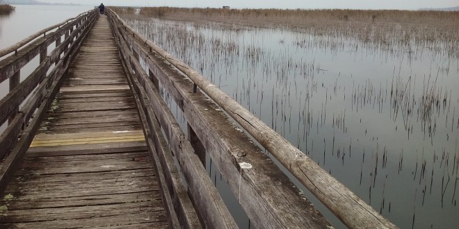 Trasimeno Canneto, è una moria