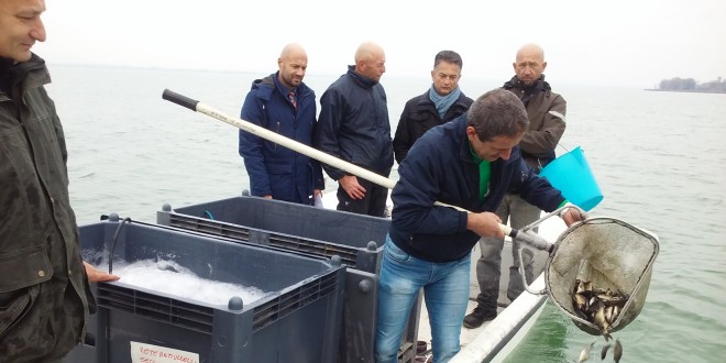 Un milione di carpe e tinche per ripopolare il Trasimeno