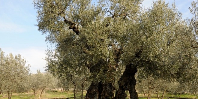 Le città umbre fanno squadra: al via un progetto per la salvaguardia e la valorizzazione degli oliveti
