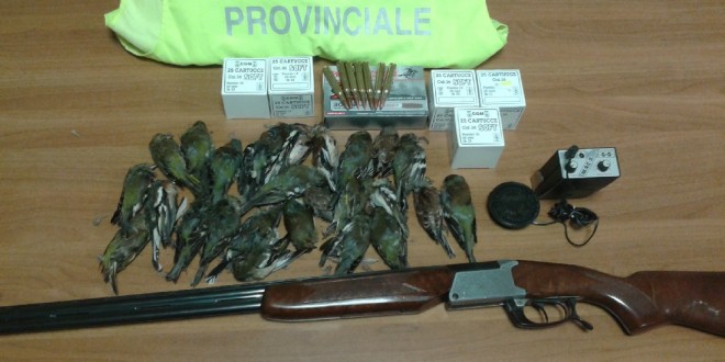 A caccia di fringuelli con un richiamo fuori legge: denunciato un uomo di Marsciano