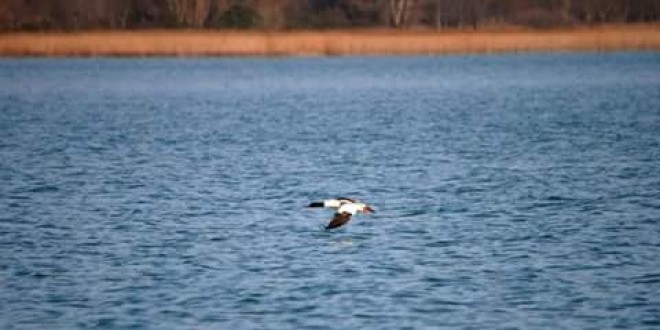 Trasimeno, uccelli: avvistato per la prima volta uno smergo maggiore