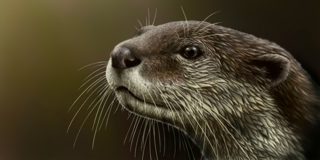 Straordinaria scoperta a Pantalla ecco il fossile della lontra eccezionale dell’Umbria